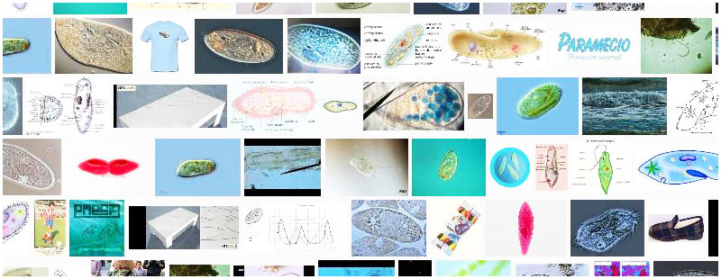 Paramecio Definition And Synonyms Of Paramecio In The Spanish Dictionary
