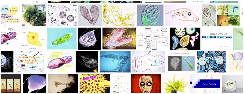 Protista Definition Und Synonyme Von Protista Im Worterbuch Spanisch