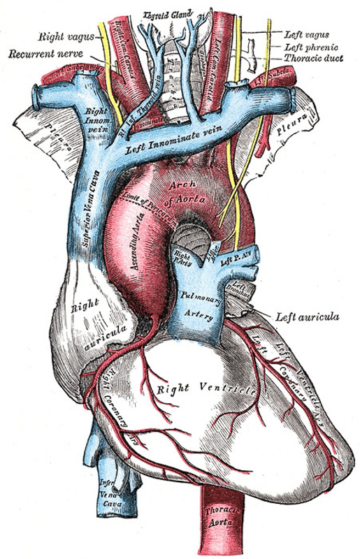 aorte