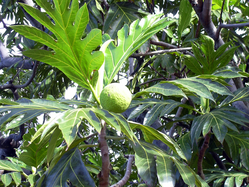 artocarpus