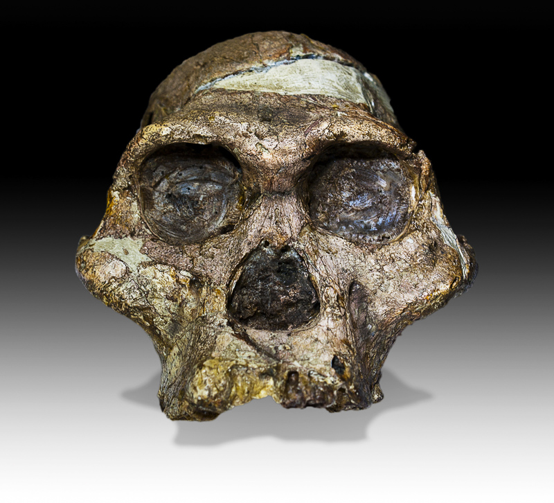australopithèque