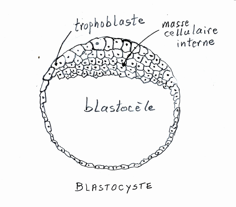 blastocyste