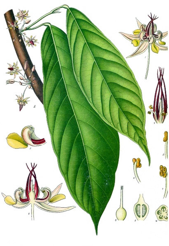 cacaotier