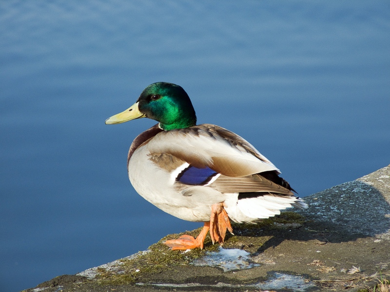 CANARD - Definition and synonyms of canard in the French dictionary