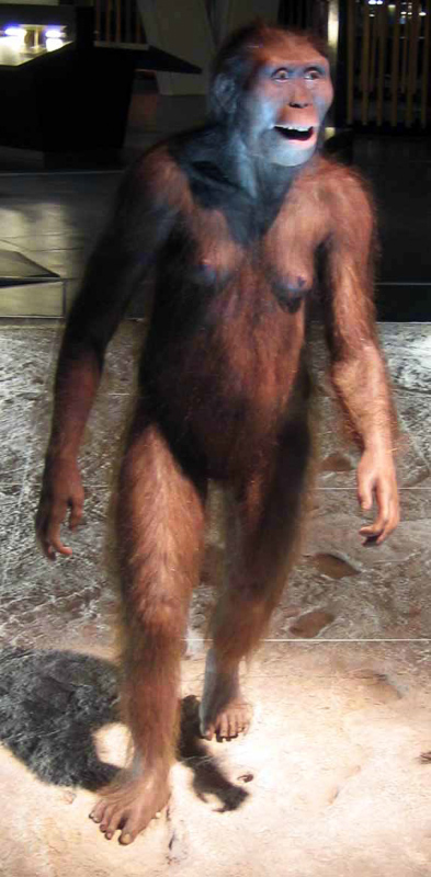 hominidés
