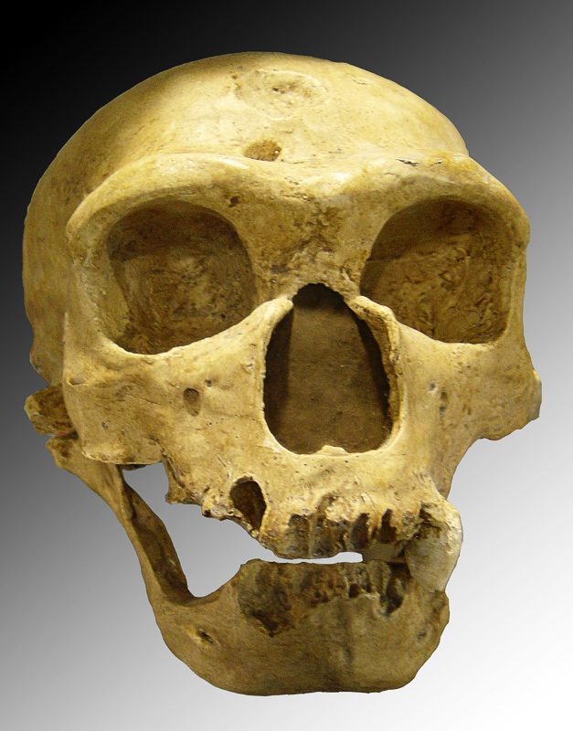 néandertalien