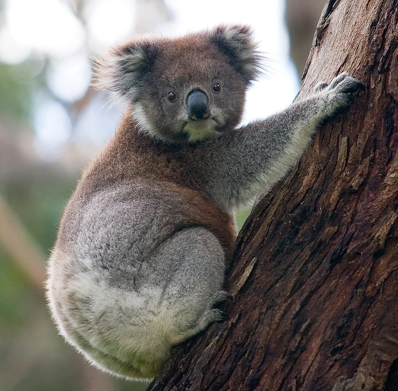 Koala フランス語辞典でのkoalaの定義と同義語