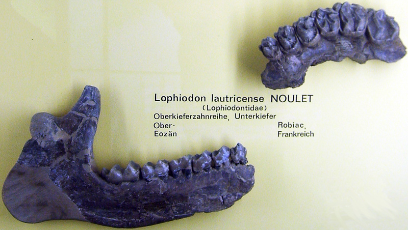 lophiodon