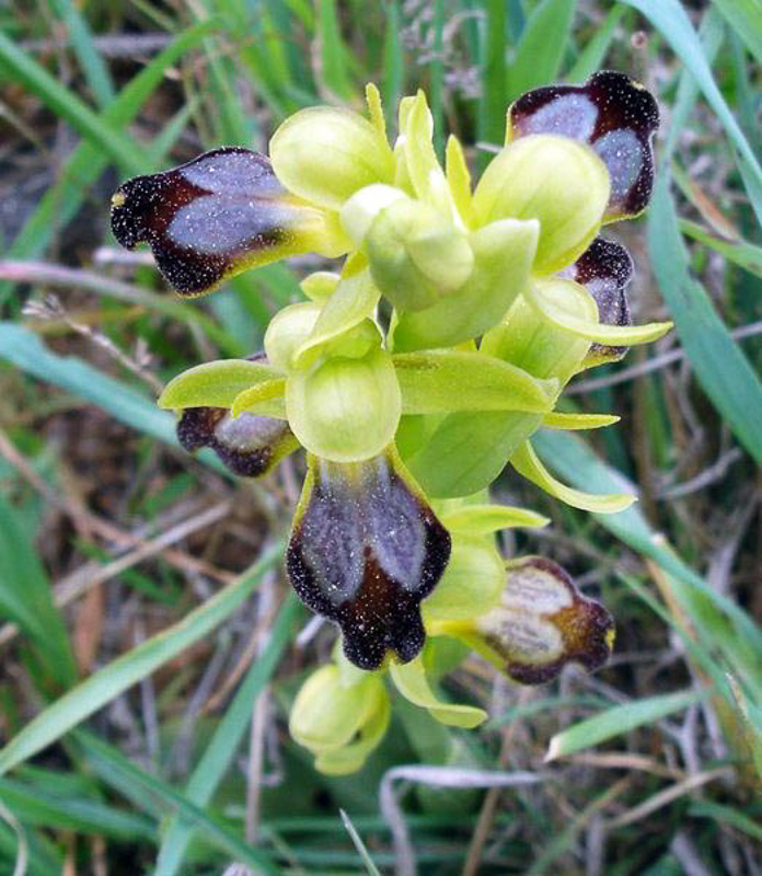 ophrys