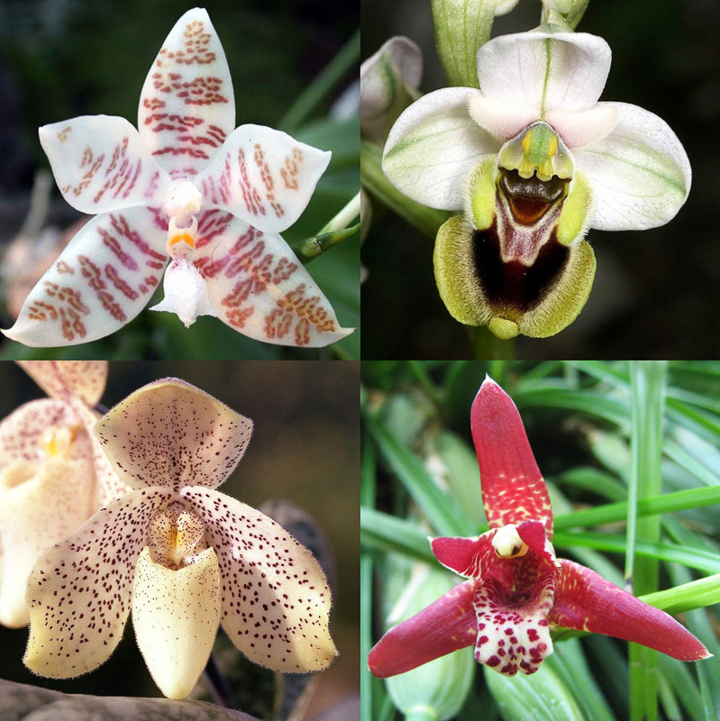 orchidacées