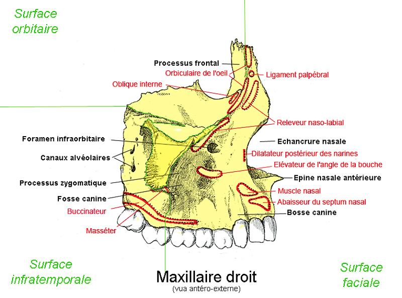 maxillaire
