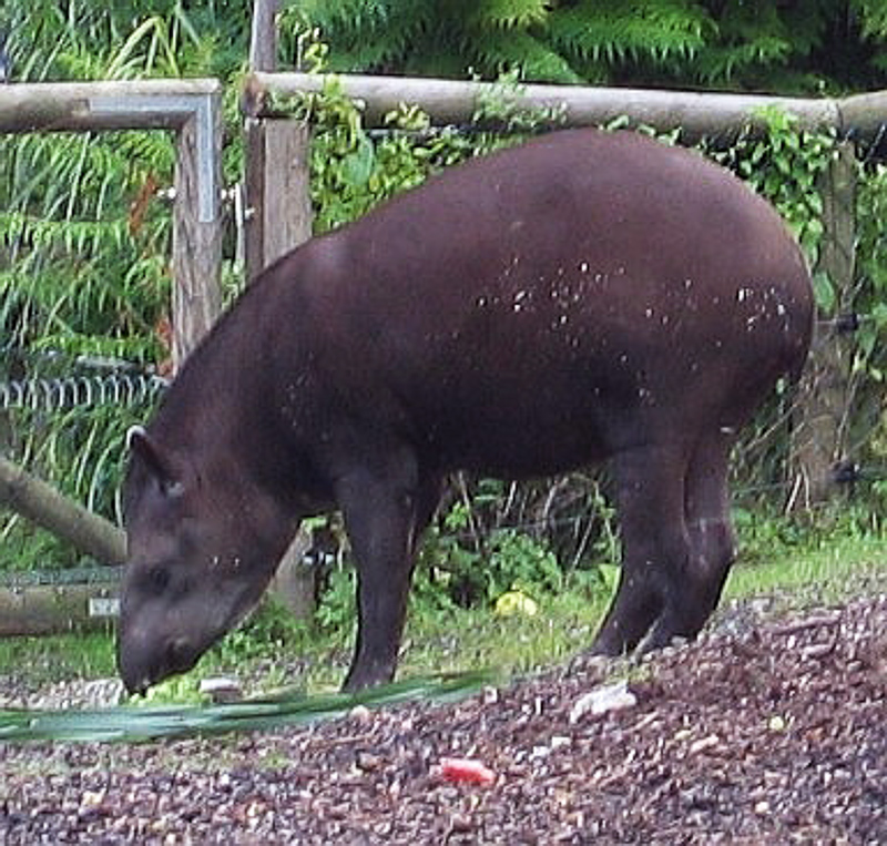 tapiridés