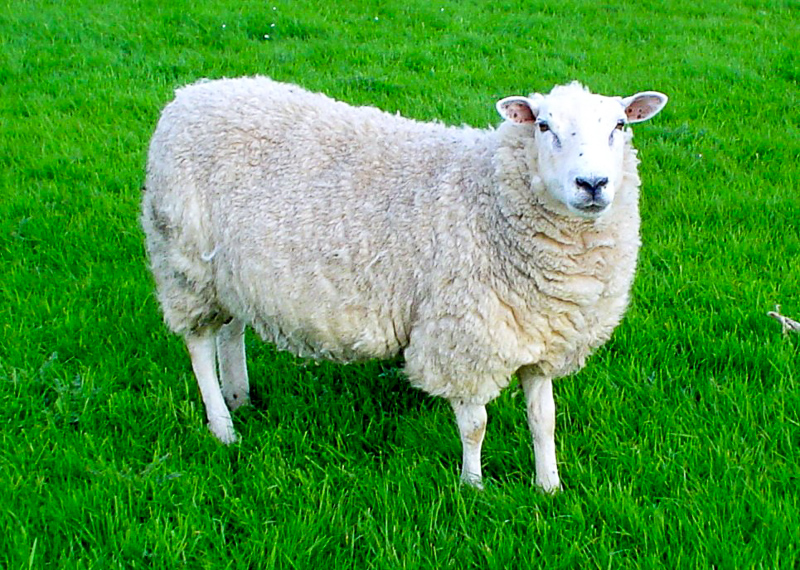 भेड़ - हिन्दी शब्दकोश में भेड़ की परिभाषा और पर्यायवाची