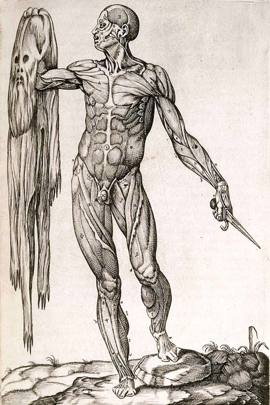 anatomista