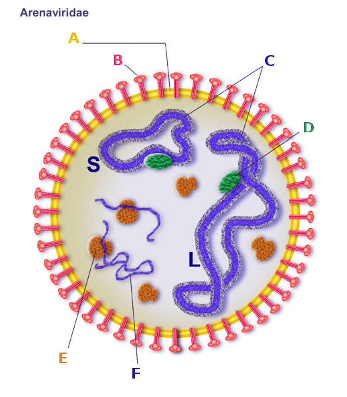 arenavirus