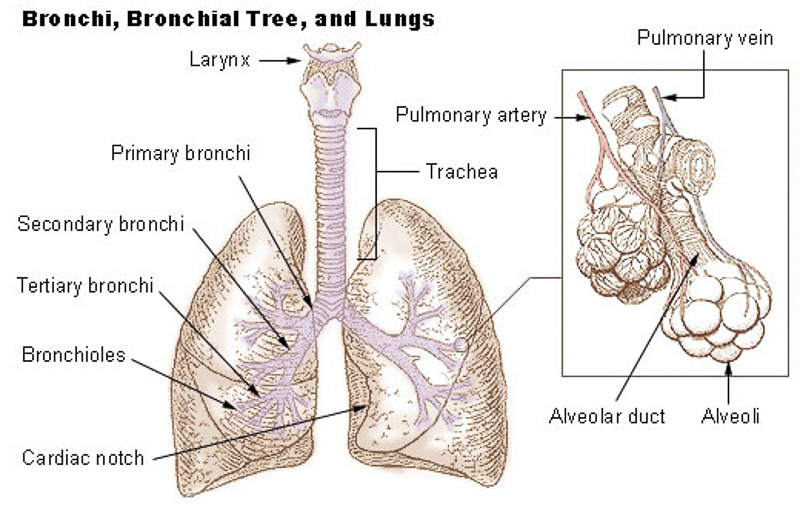 bronchiolo