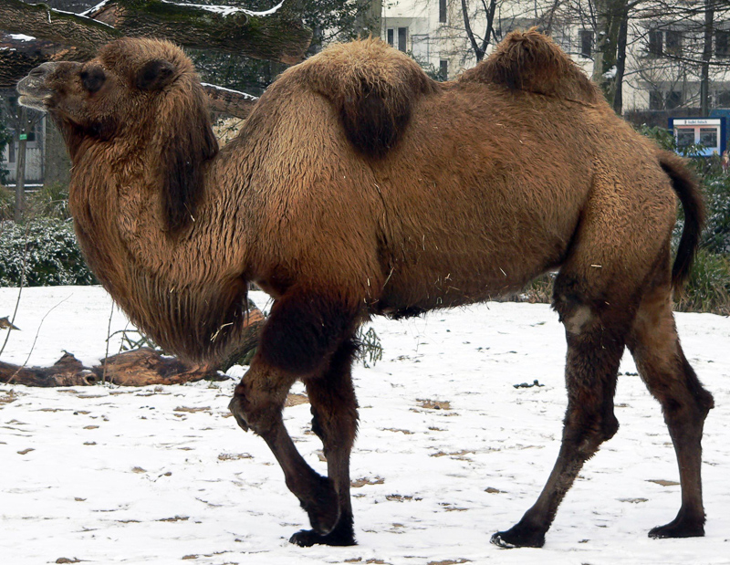 Camelidi