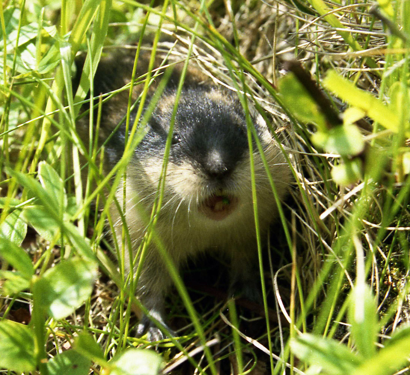 LEMMING - Definição e sinônimos de lemming no dicionário italiano