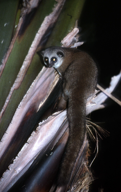 lemure