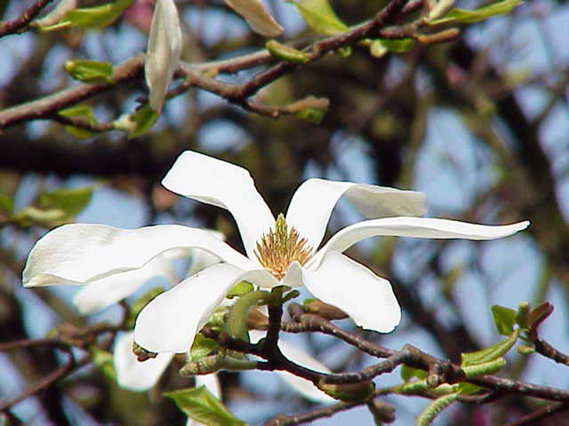 Magnoliacee