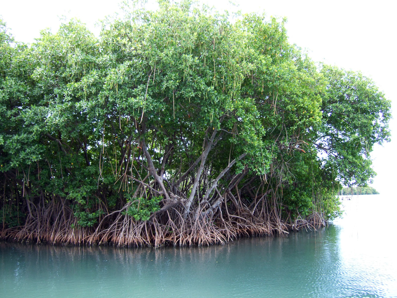 mangrovia