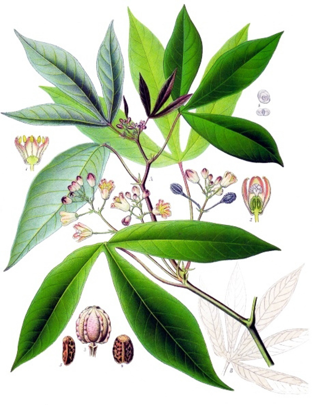 manioca