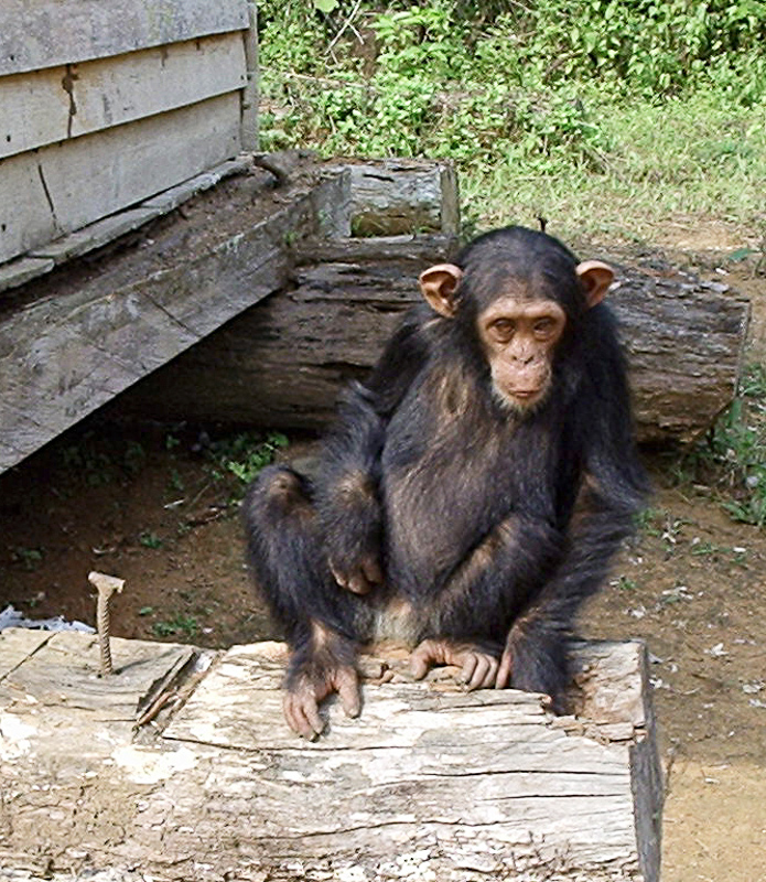 scimpanzé