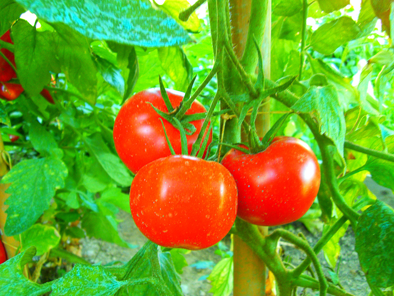pomidoro