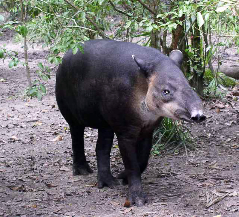 tapiro