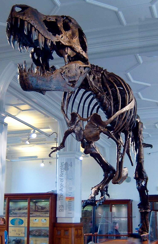 チラノサウルス