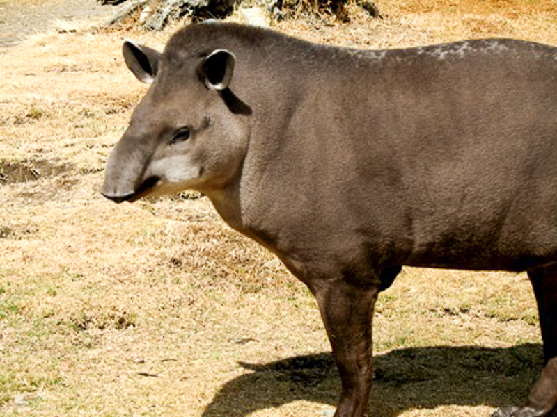 Tapir 在印尼爪哇语词典里tapir 的定义和近义词