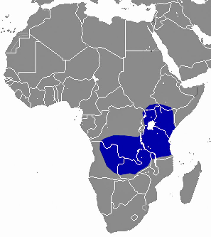 아프리카검은땃쥐