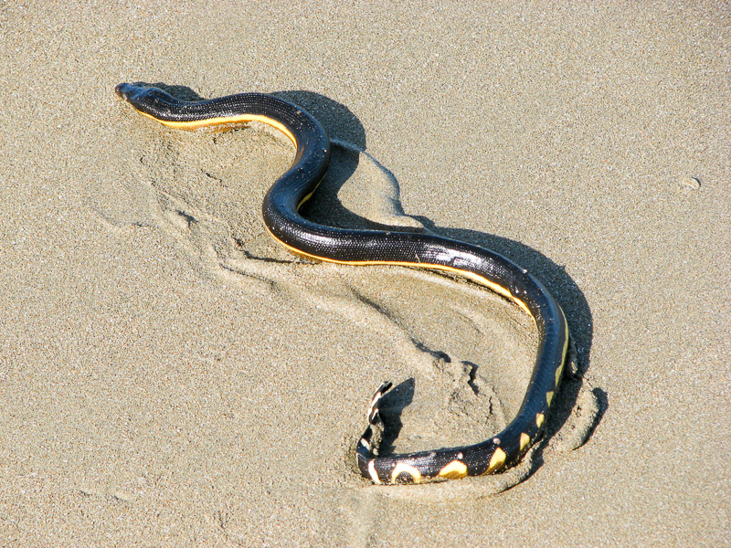 바다뱀