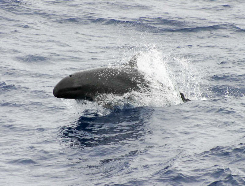 흑범고래
