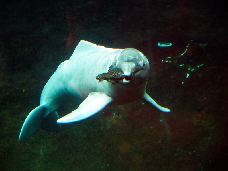 아마존강돌고래