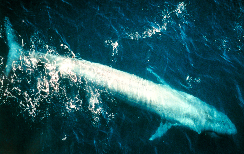 흰긴수염고래