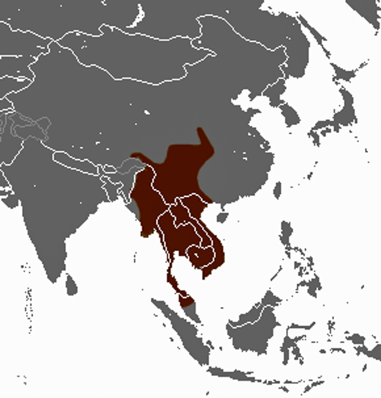 동남아시아땃쥐