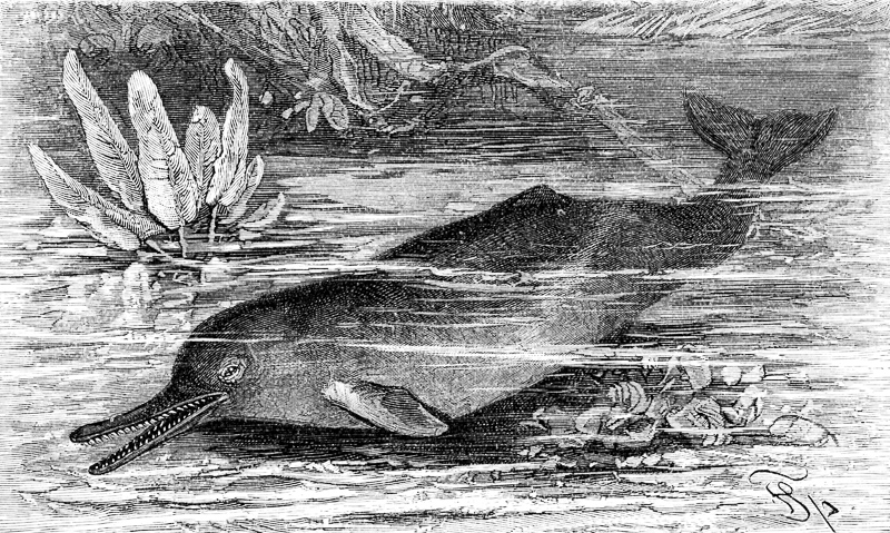 인더스강돌고래