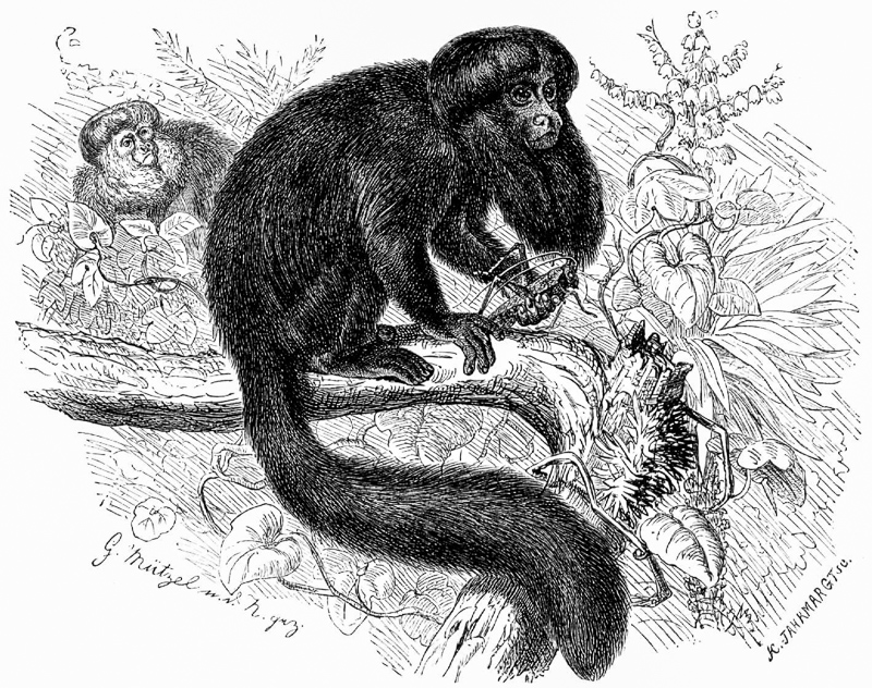 검은수염사키원숭이