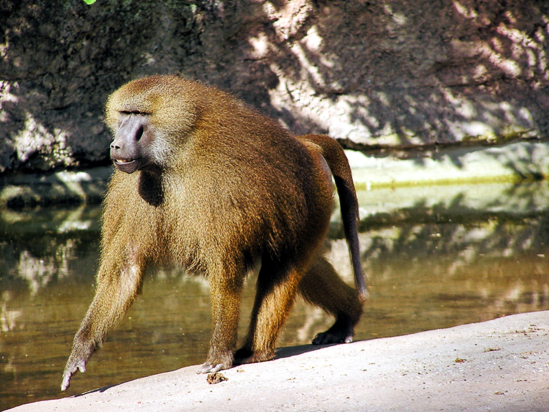 기니개코원숭이