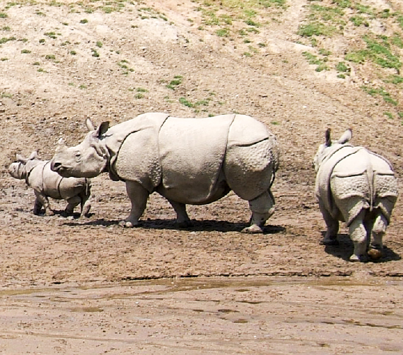 인도코뿔소