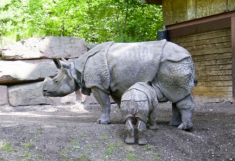 자바코뿔소