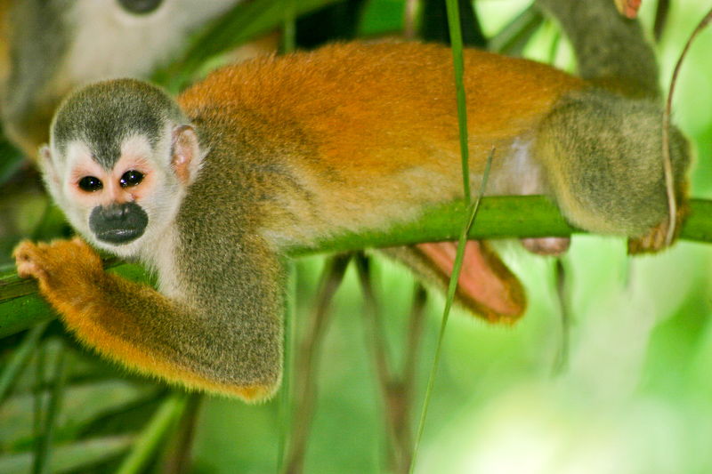 중앙아메리카다람쥐원숭이