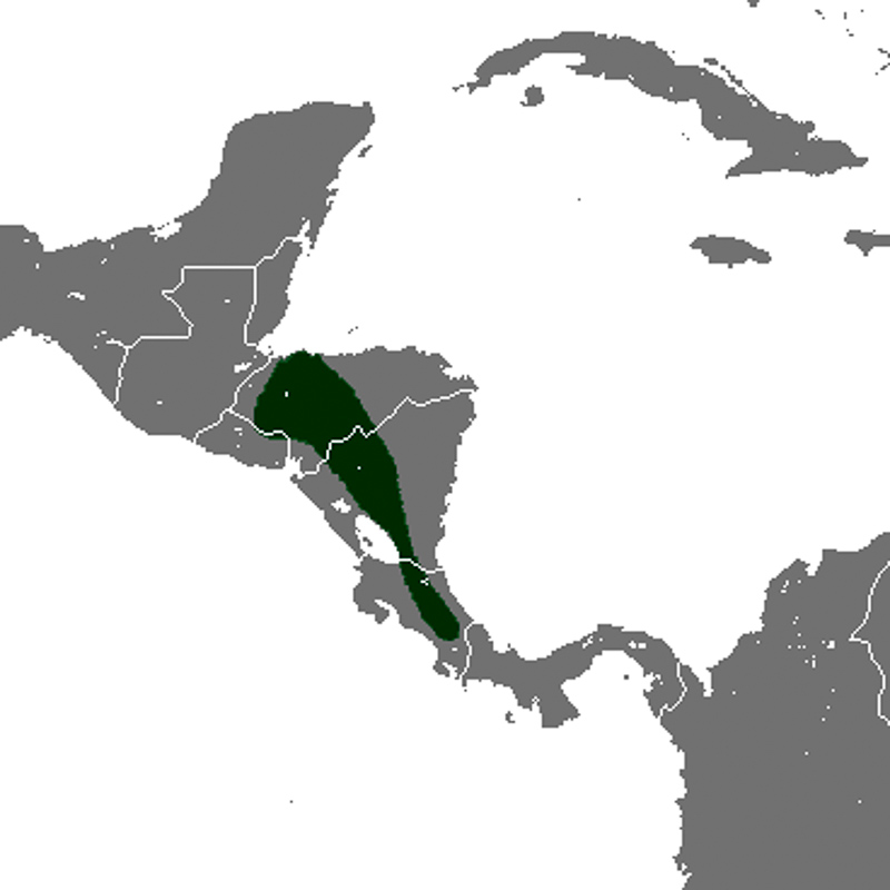 중앙아메리카꼬마땃쥐
