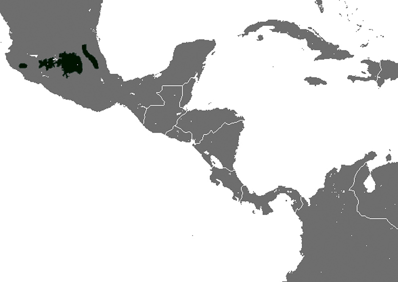 중앙멕시코넓은발톱땃쥐