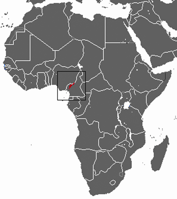 카메룬숲땃쥐