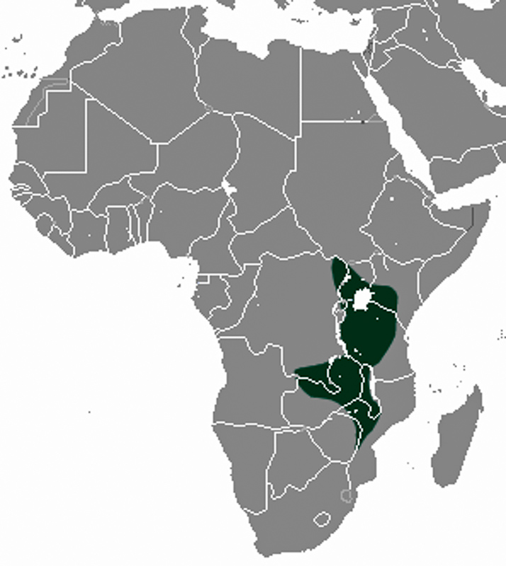 큰회갈색사향땃쥐