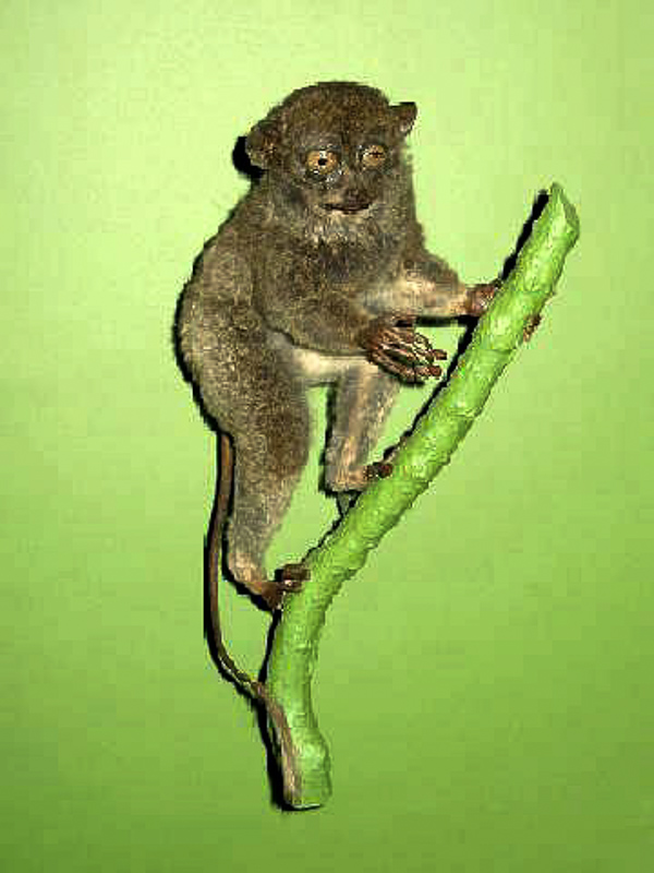 말레이시아안경원숭이