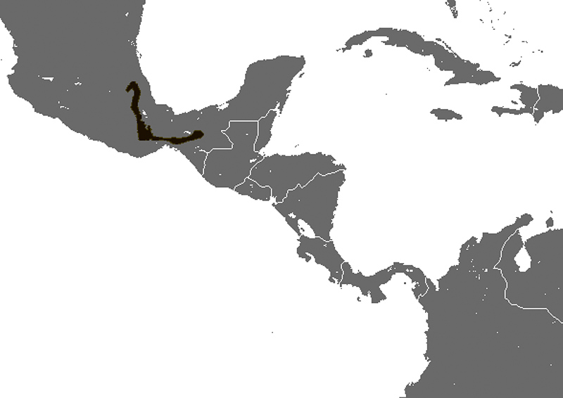 멕시코작은귀땃쥐