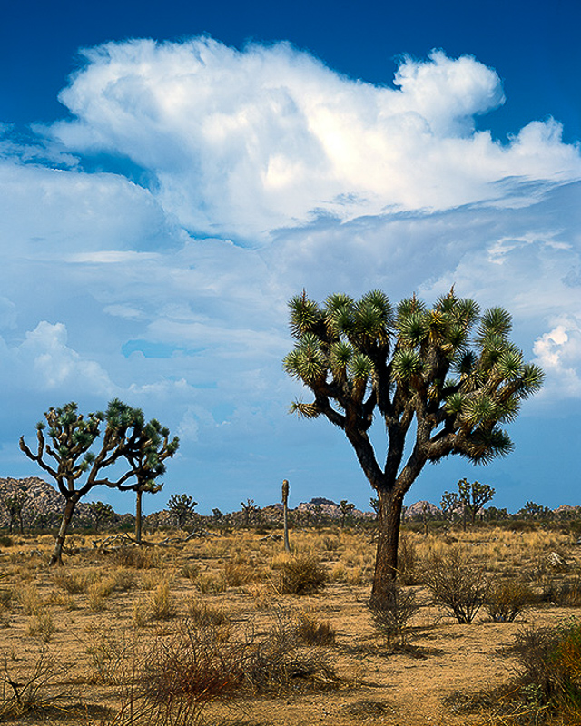 모하비사막